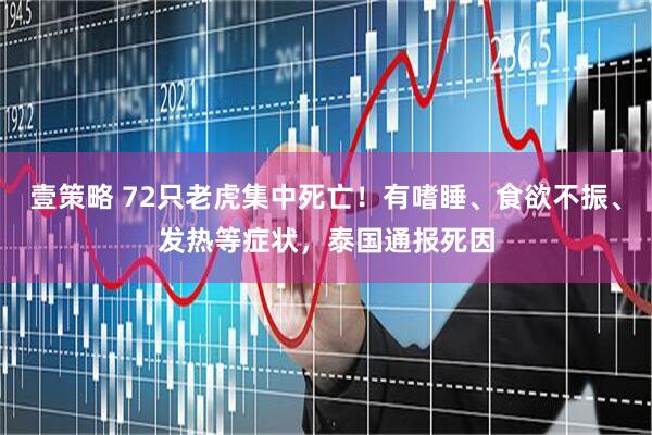 壹策略 72只老虎集中死亡！有嗜睡、食欲不振、发热等症状，泰国通报死因